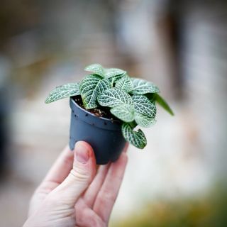 Fittonia 'Mini White'