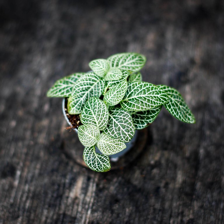 Fittonia 'Mini White' 6 cm