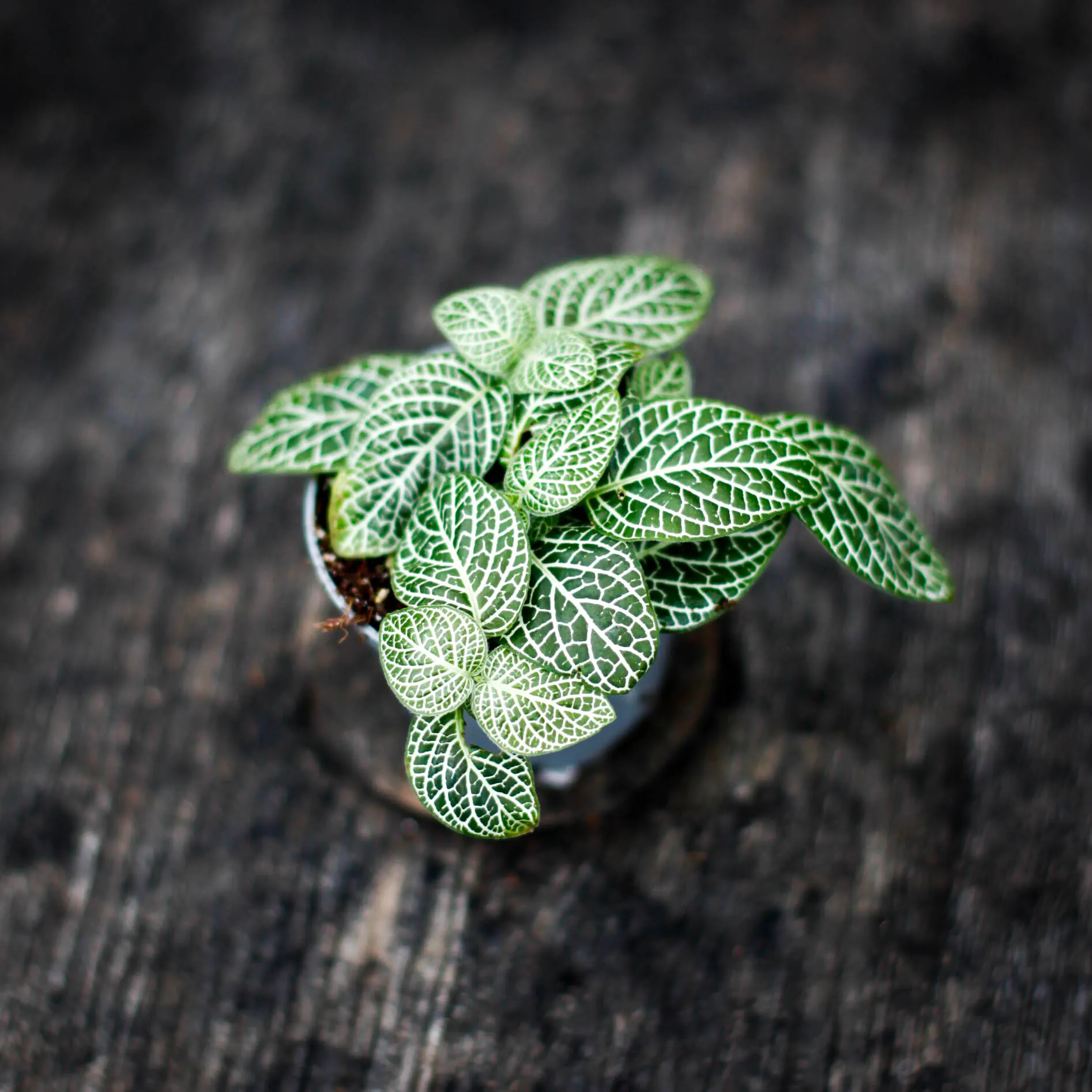 Fittonia 'Mini White' 6 cm RÄDDA MIG - Klorofyllverket – Gröna växter