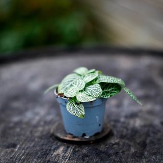 Fittonia 'Mini White'