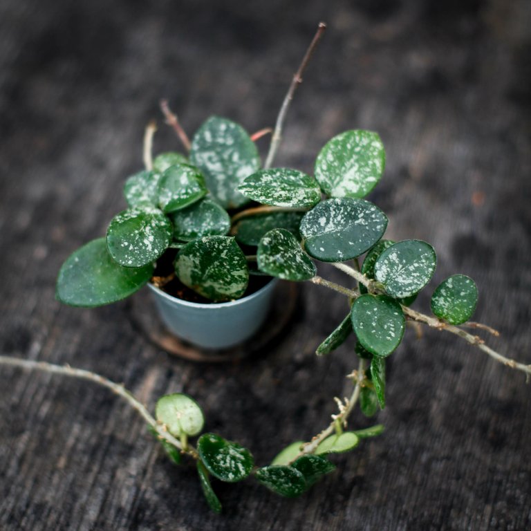 Hoya cv 'Mathilde Splash' 6 cm