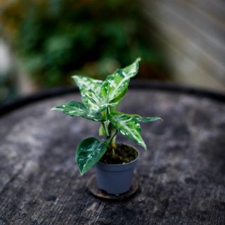 Aglaonema 'Tricolor'