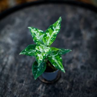 Aglaonema 'Tricolor'