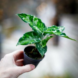 Aglaonema 'Tricolor'