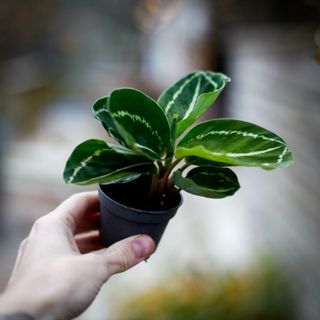 Calathea roseopicta 'Green'