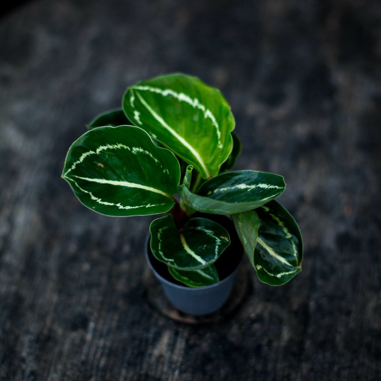 Calathea roseopicta 'Green' 6 cm