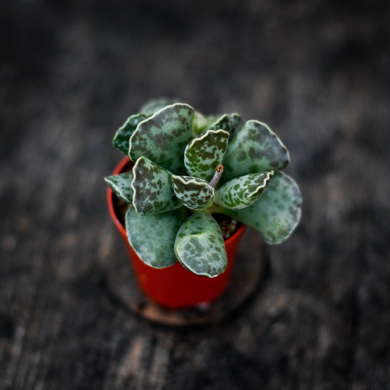 Adromischus cooperi 6 cm