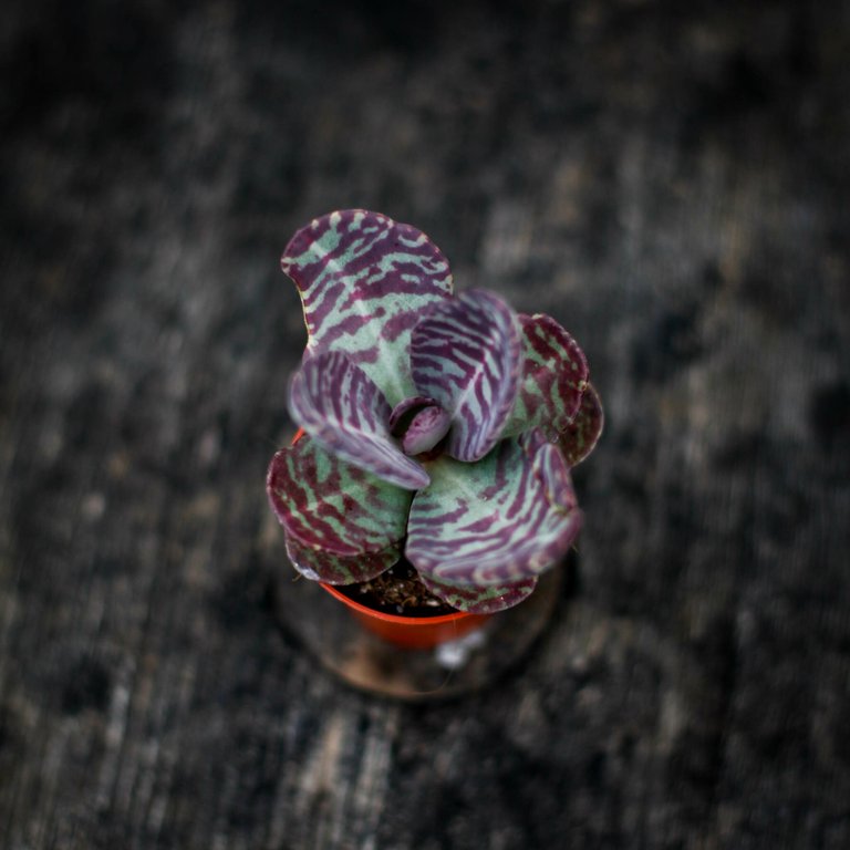 Kalanchoe 'Zebra' 5,5 cm