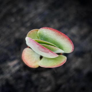 Kalanchoe thyrsiflora