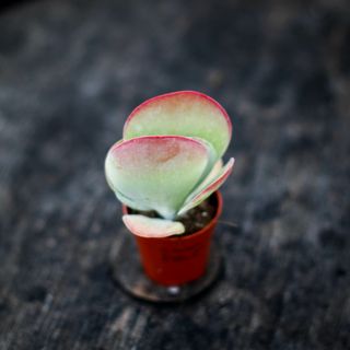 Kalanchoe thyrsiflora