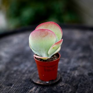 Kalanchoe thyrsiflora