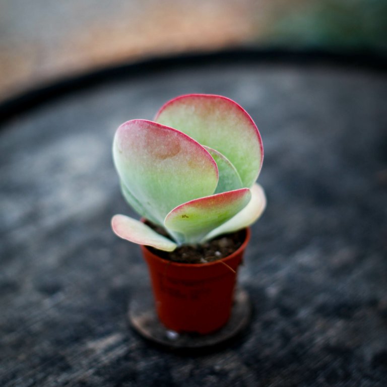 Kalanchoe thyrsiflora 5,5 cm