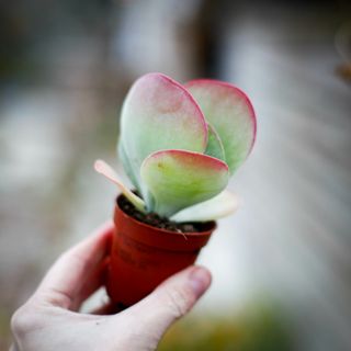 Kalanchoe thyrsiflora