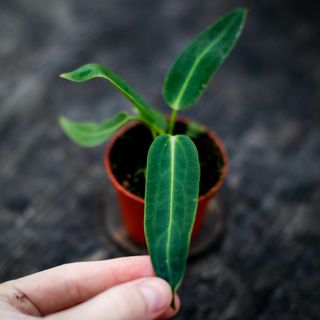 Anthurium warocqueanum