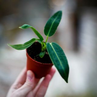 Anthurium warocqueanum