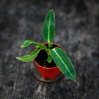 Anthurium warocqueanum