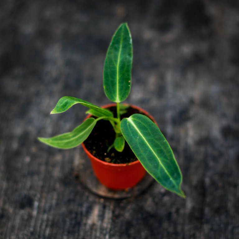 Anthurium warocqueanum 6 cm