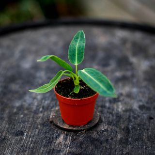 Anthurium warocqueanum