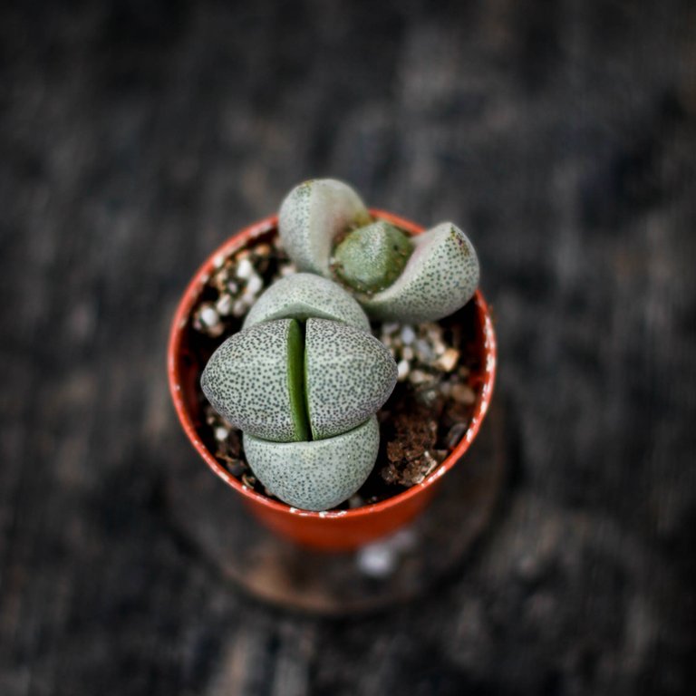 Pleiospilos nelii 6 cm