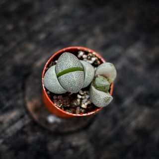 Pleiospilos nelii
