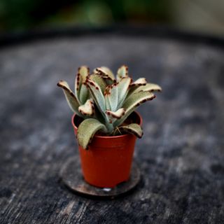 Kalanchoe 'Dark Tanz'