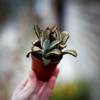 Kalanchoe 'Dark Tanz'