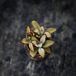 Kalanchoe 'Dark Tanz'