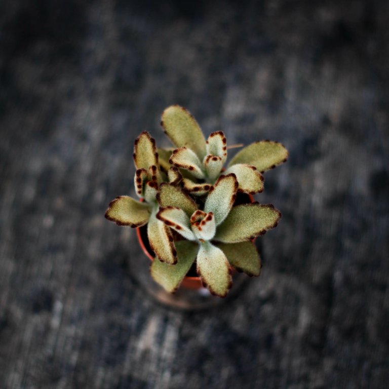 Kalanchoe 'Dark Tanz' 6 cm