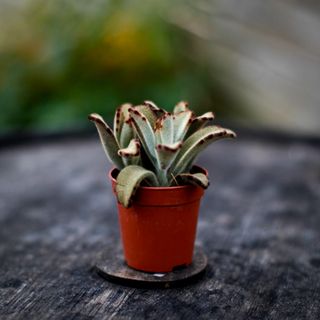 Kalanchoe 'Dark Tanz'