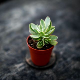 Crassula 'Money Maker Variegata'