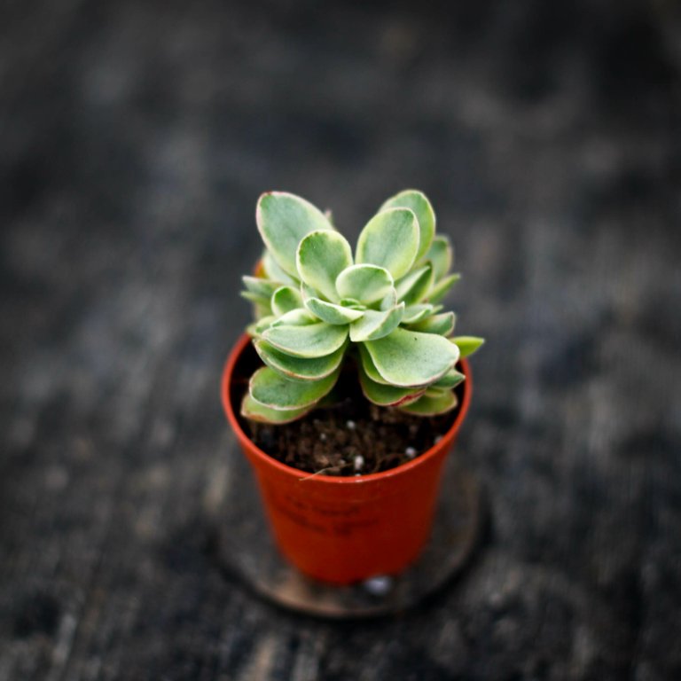 Crassula 'Money Maker Variegata' 6 cm