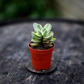 Crassula 'Money Maker Variegata'
