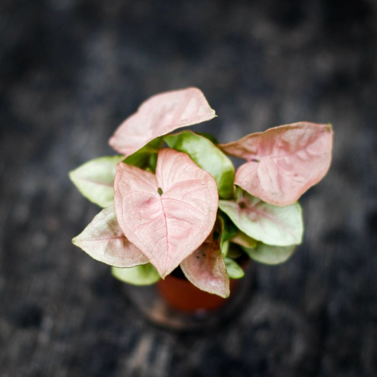 Syngonium 'Red Heart' 6 cm