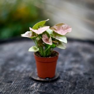 Syngonium 'Red Heart'