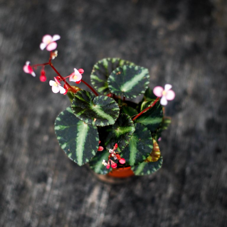 Begonia 'Cleopatra' 6 cm