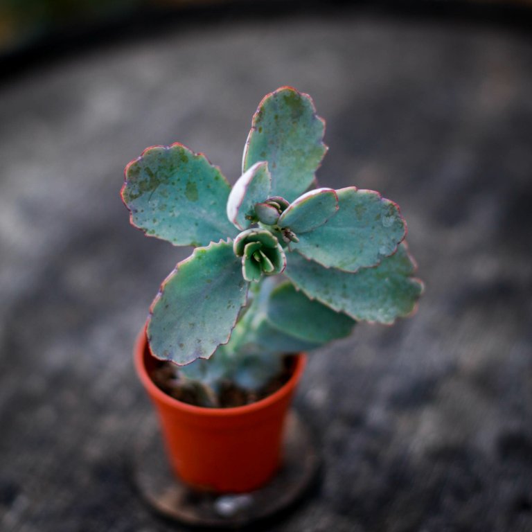 Kalanchoe 'Ameg' 6 cm