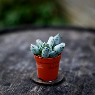 Adromischus 'Coffee Bean'