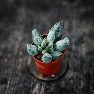 Adromischus 'Coffee Bean'