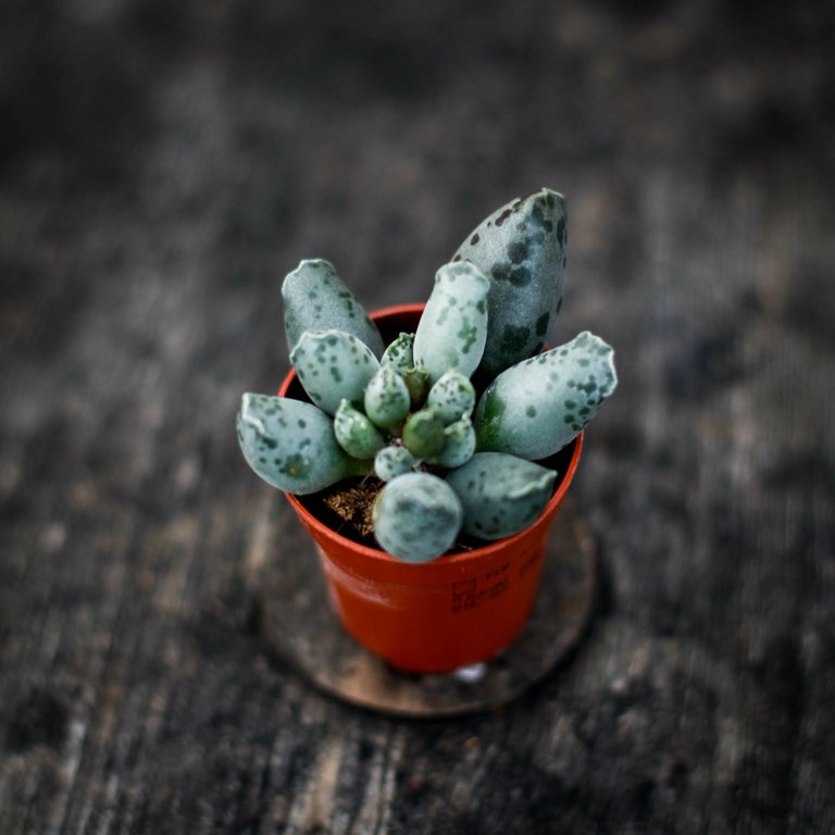 Adromischus 'Coffee Bean' 6 cm
