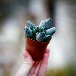 Adromischus 'Coffee Bean'