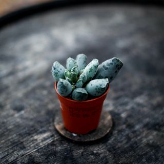 Adromischus 'Coffee Bean'