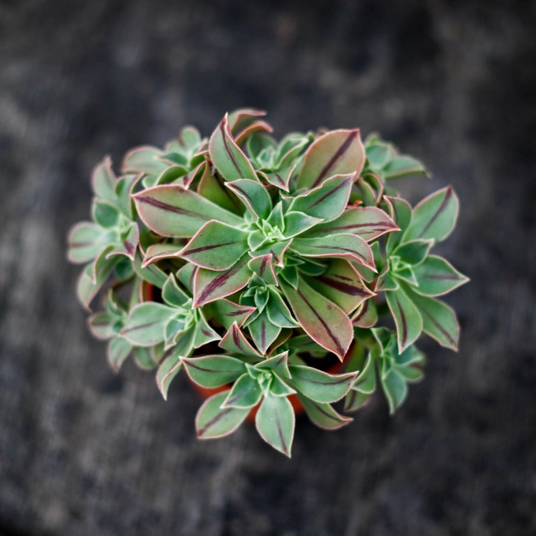 Aeonium 'Red Stripe' 10,5 cm