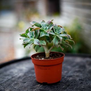 Aeonium 'Red Stripe' 10,5 cm