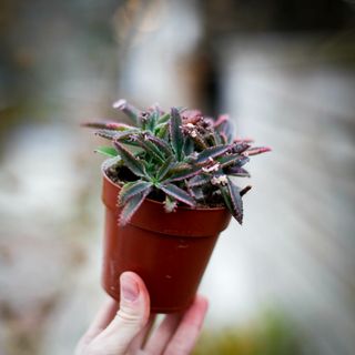 Kalanchoe 'Pink Butterflies' 8,5 cm