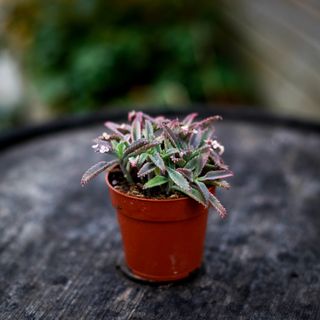 Kalanchoe 'Pink Butterflies' 8,5 cm