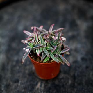 Kalanchoe 'Pink Butterflies' 8,5 cm
