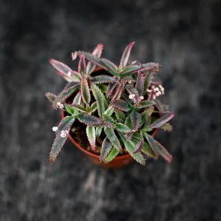 Kalanchoe 'Pink Butterflies' 8,5 cm
