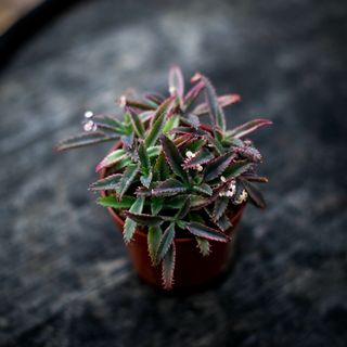 Kalanchoe 'Pink Butterflies' 8,5 cm