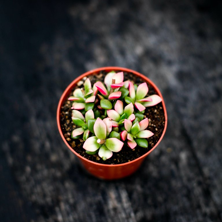 Anacampseros 'Variegata' 8,5 cm