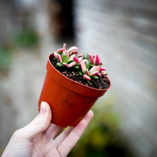 Anacampseros 'Variegata'